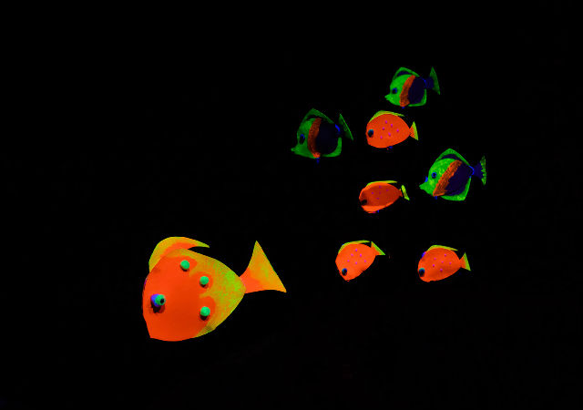 fish scene using black light